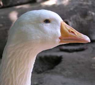 Gans
