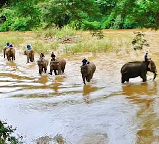 Elephant Training Center Chiang-Dao