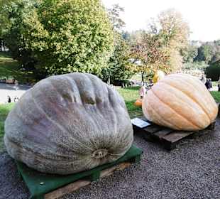 Kürbisausstellung