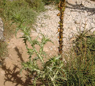 Flora