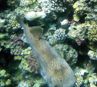 Gepunkteter Igelfisch