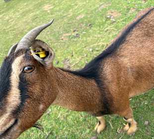 Irrland Bauernhof-Erlebnisoase