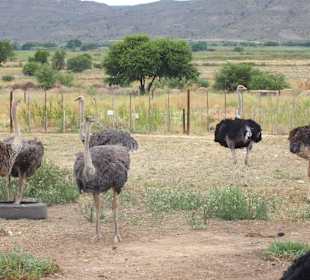 Safari Straussenfarm