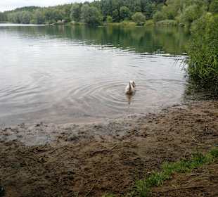 Birkensee im August