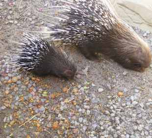 Stachelschwein mit Nachwuchs