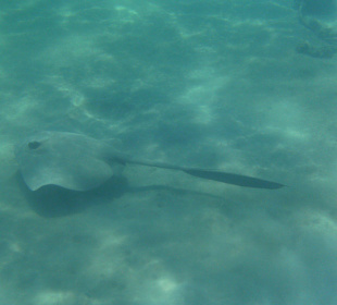 Schnorcheln am Hotelstrand