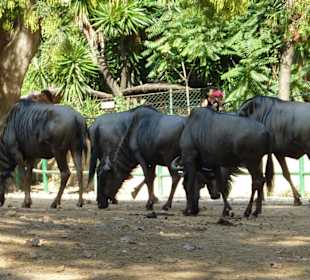 Streifengnus