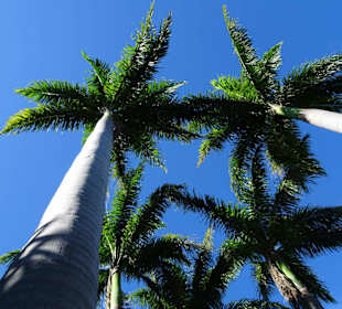 Der Palmengarten von Mascarin