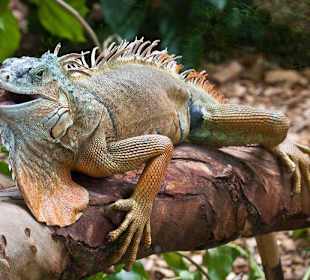 Iguana