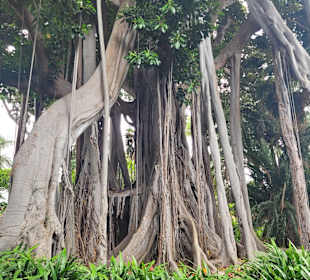 Botanischer Garten Puerto de la Cruz