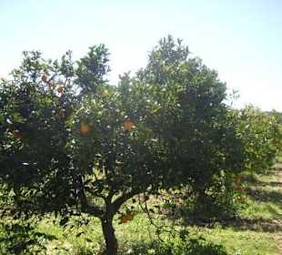 Große Plantage mit Orangen- und Zitronenbäumen