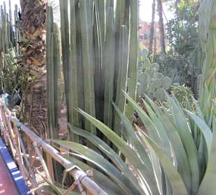 Eindrücke aus dem Jardin Majorelle Garten