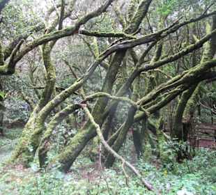  Besucherzentrum Nationalpark Garajonay