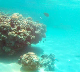 Schnorcheln Makadi Bay