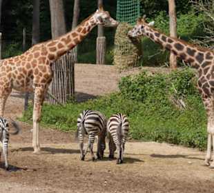 Giraffen