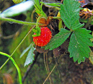Walderdbeeren 