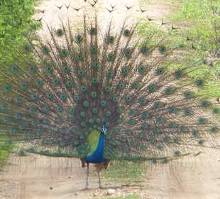 Pfau