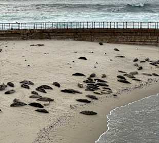 Küste La Jolla
