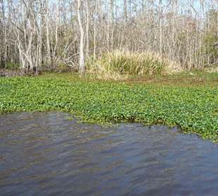 Hier im Grün liegt etwas!