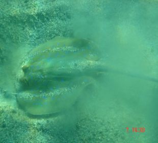 Blaupunktrochen im Hausriff