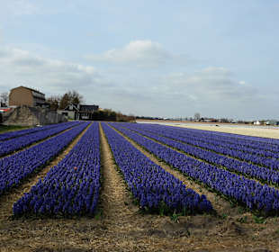 Wandern Noordwijkerhout