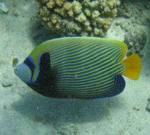 ImperatorKaiserfisch