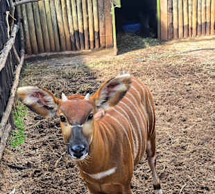 Nanyuki / Fairmount Bongo