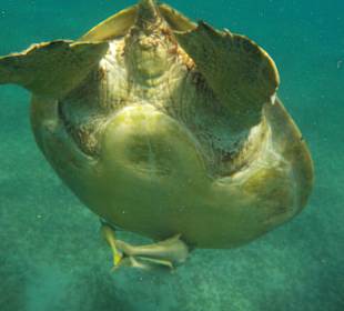 Schildkröte zum Besuch