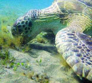 Schnorcheln Marsa Alam