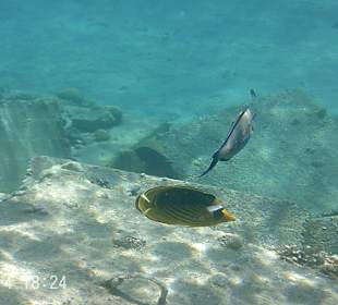 Fische an der künstlichen Insel