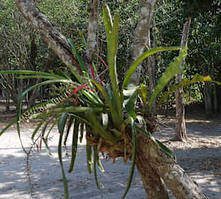 Parasitäre Pflanze bringt einen Baum zum Sterben