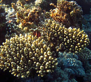 Кораллы