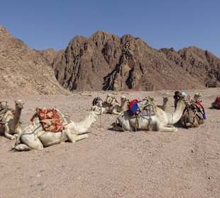 Kamelreiten als Teil der Jeep-Safari