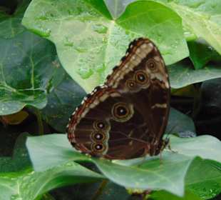 La Paz Waterfall Gardens