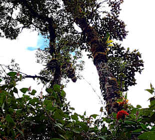 Podocarpus Nationalpark