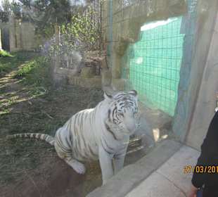 Weißer Tiger!