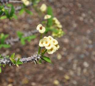 Jardín de Aclimatación de La Orotava