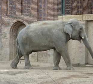 Elefant
