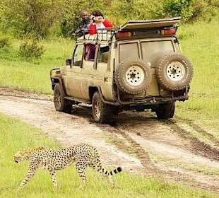 Ein Gepard kreuzt unseren Weg