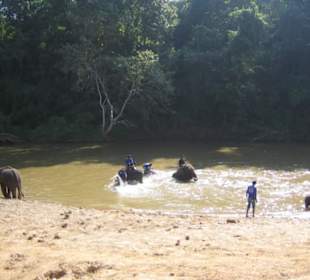 Beim baden haben die Elefanten viel Spaß.