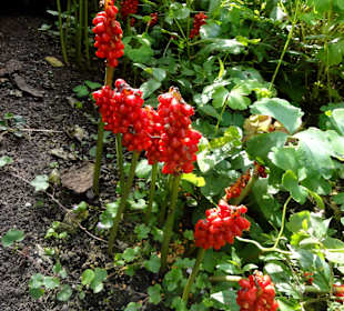 Rundgang durch den Botanischen Garten Oldenburg