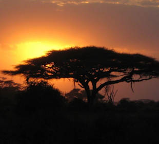 Sonnenuntergang im Amboseli