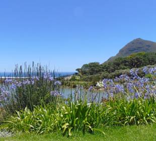 Cape Point Vineyards in Noordhoek