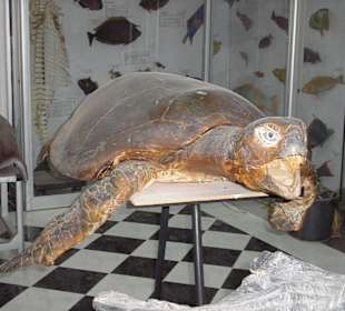Meerschildkröte