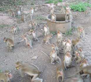 Die Affen von Khao No-Khao Kaeo am Straßenrand