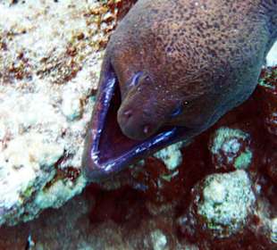 Eine "lachende" Muräne