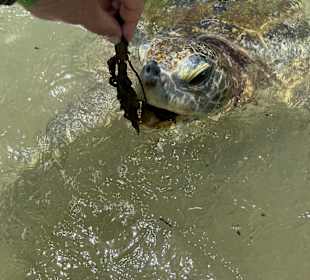 Fütterung frei lebender Wasserschildkröten 