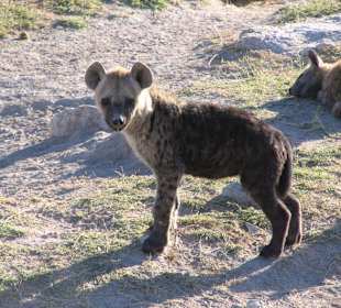 Hyäne