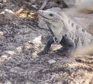 Der Irokese von Tulum