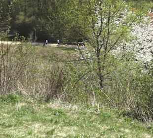 Sport- und Freizeitpark Markwasen